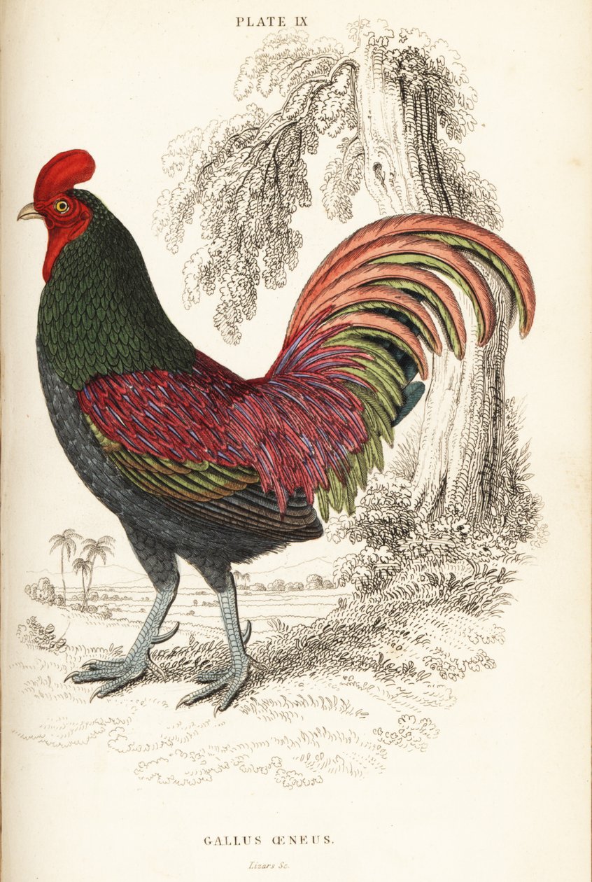 Bronseret hane fra Sumatra, Gallus aeneus af William Home Lizars