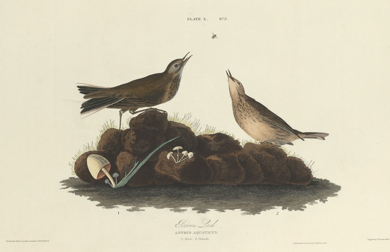 Brun Lærke, 1827. af William Home Lizars