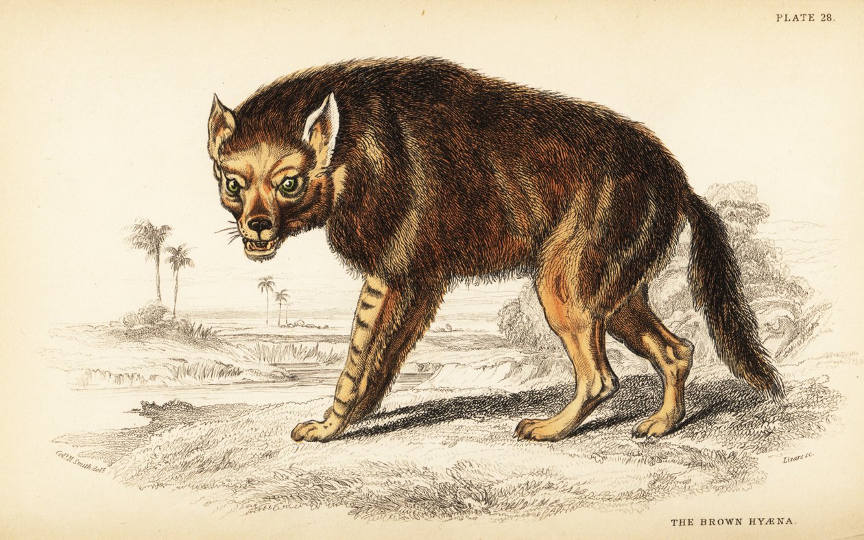 Brun hyæne eller strandulv, Hyaena brunnea (Hyaena fusca) af William Home Lizars