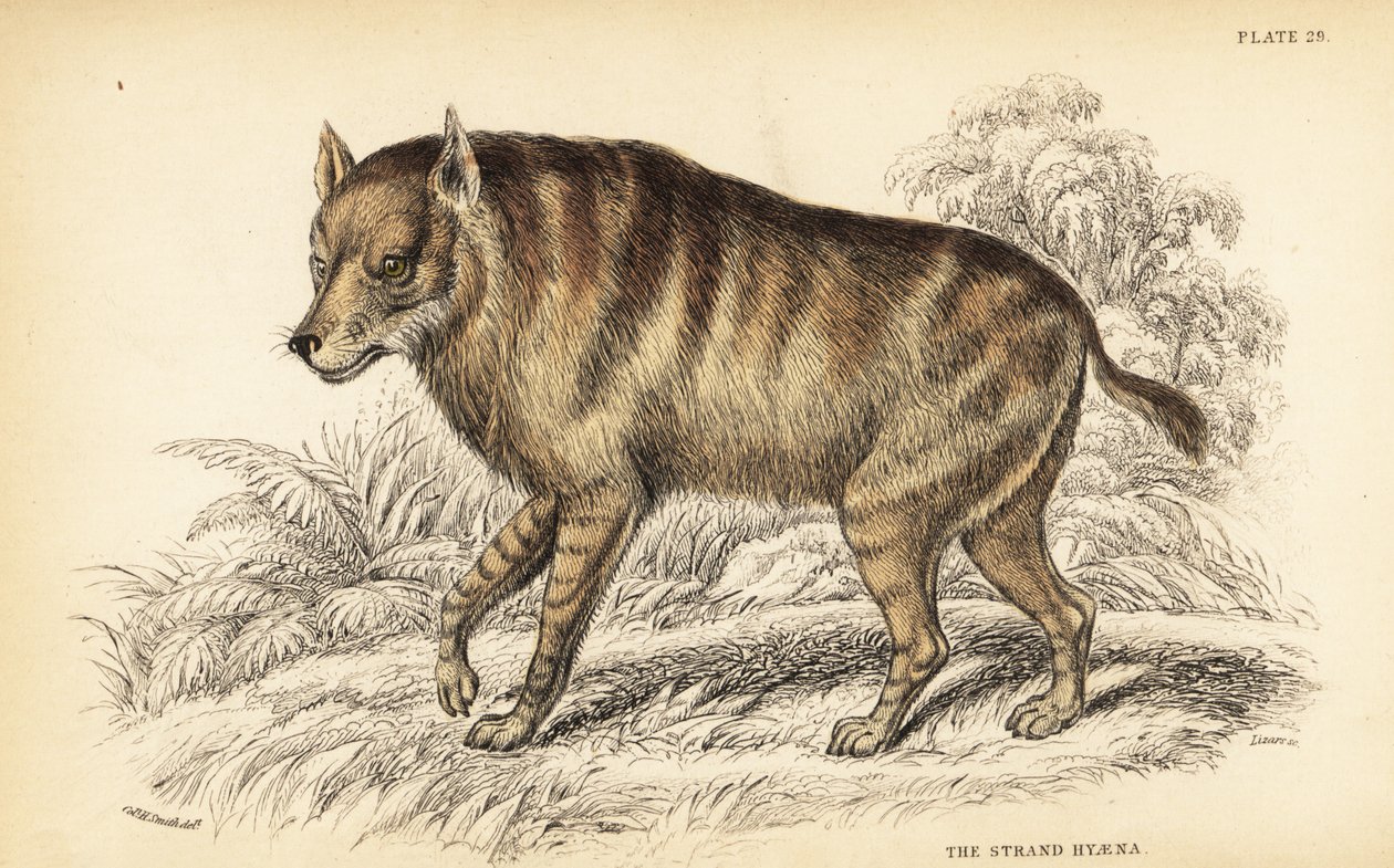 Brun hyæne eller strandulv, Hyaena brunnea (Strandhyæne, Hyaena villosa) af William Home Lizars