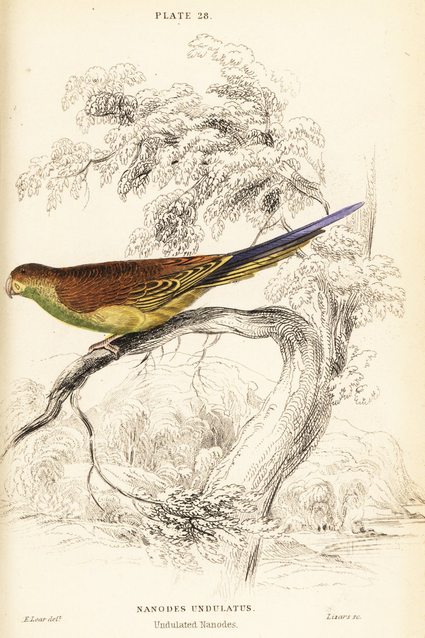 Undulat, Melopsittacus undulatus af William Home Lizars