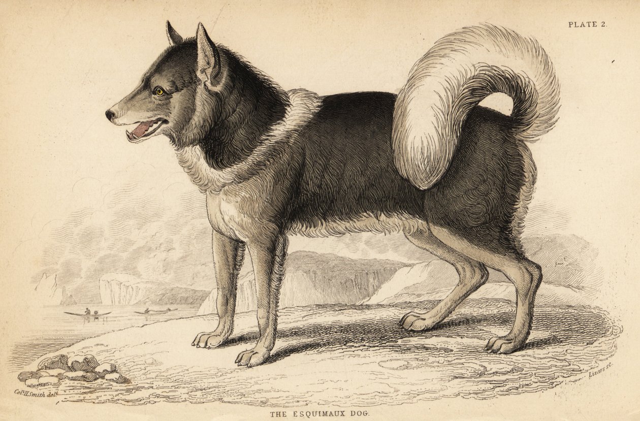 Canadisk eskimohund eller qimmiq, den velkendte ulvehund af William Home Lizars