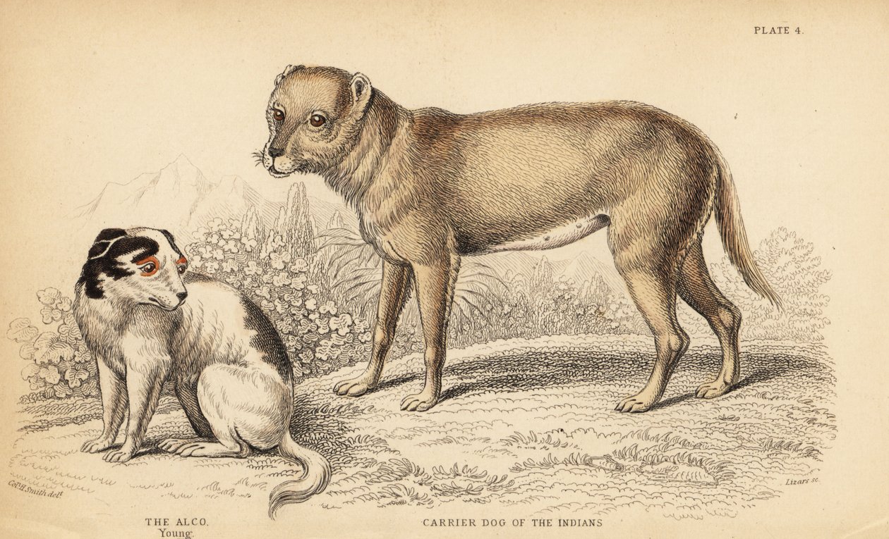 Bærerhund af indianerne eller Techichi fra Mexico, forfader til chihuahuaen, Canis lupus familiaris, og en ung Alco-hund, Yzi-cuinte potzotli i Mexico, Canis lupus familiaris (Canis alco) af William Home Lizars