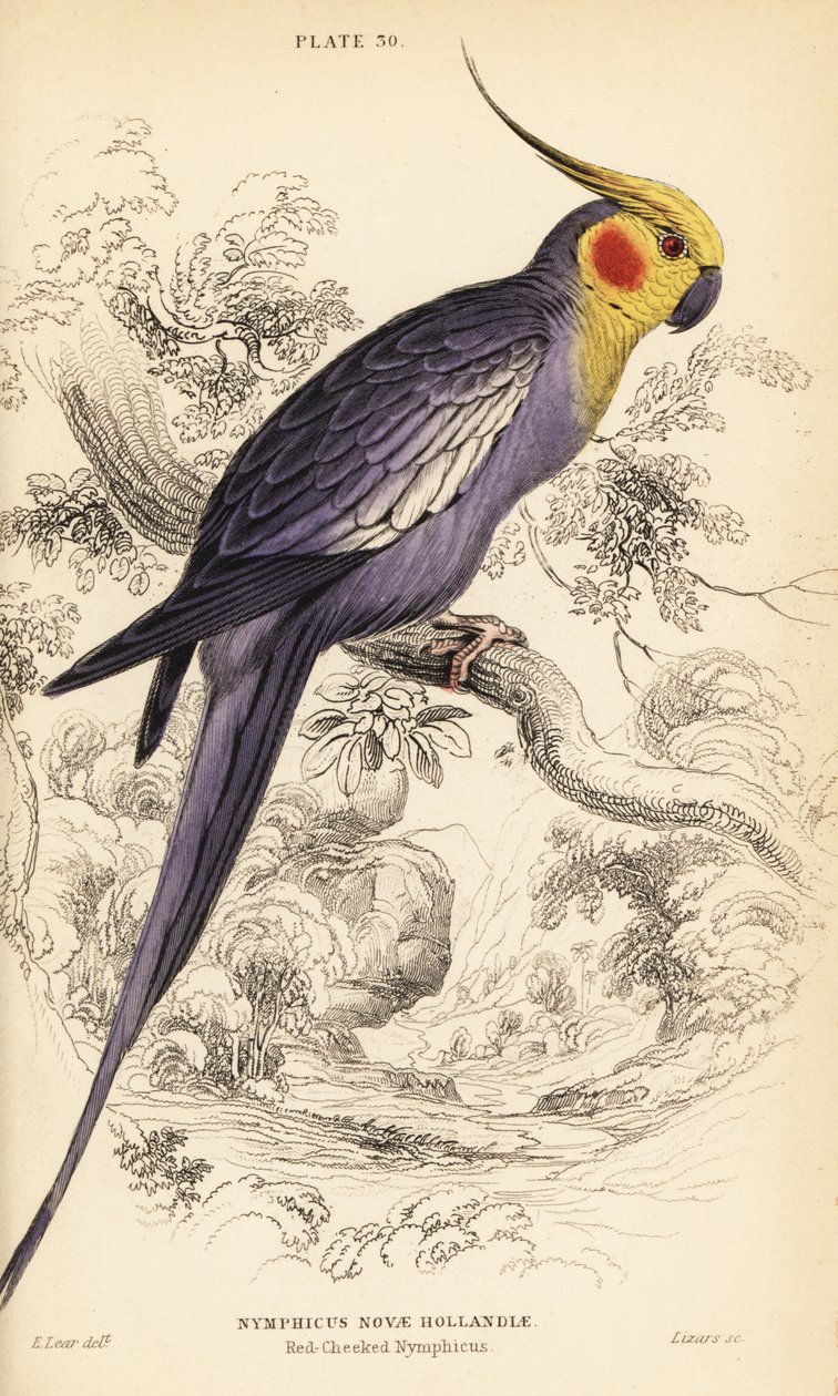 Cockatiel, Nymphicus hollandicus af William Home Lizars
