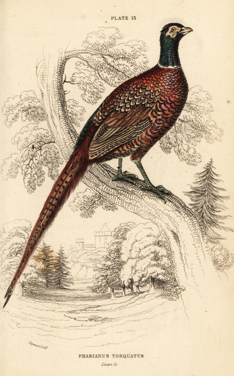Almindelig fasan (ringhalset), Phasianus colchicus torquatus (Phasianus torquatus) af William Home Lizars