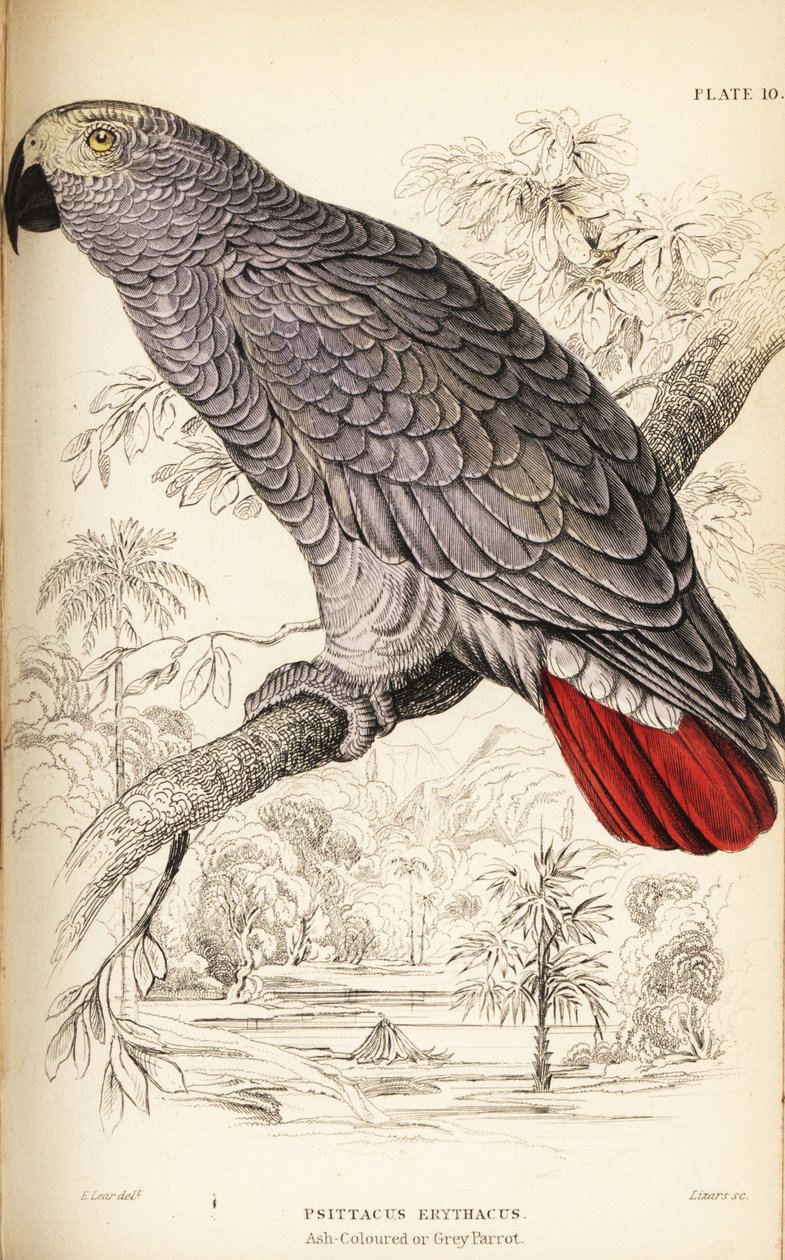 Congo grå papegøje, Psittacus erythacus af William Home Lizars