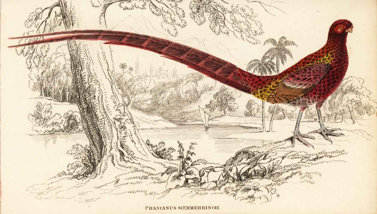 Kobberfasan eller Soemmerrings fasan, Syrmaticus soemmerringii (Phasianus soemmerringii) af William Home Lizars