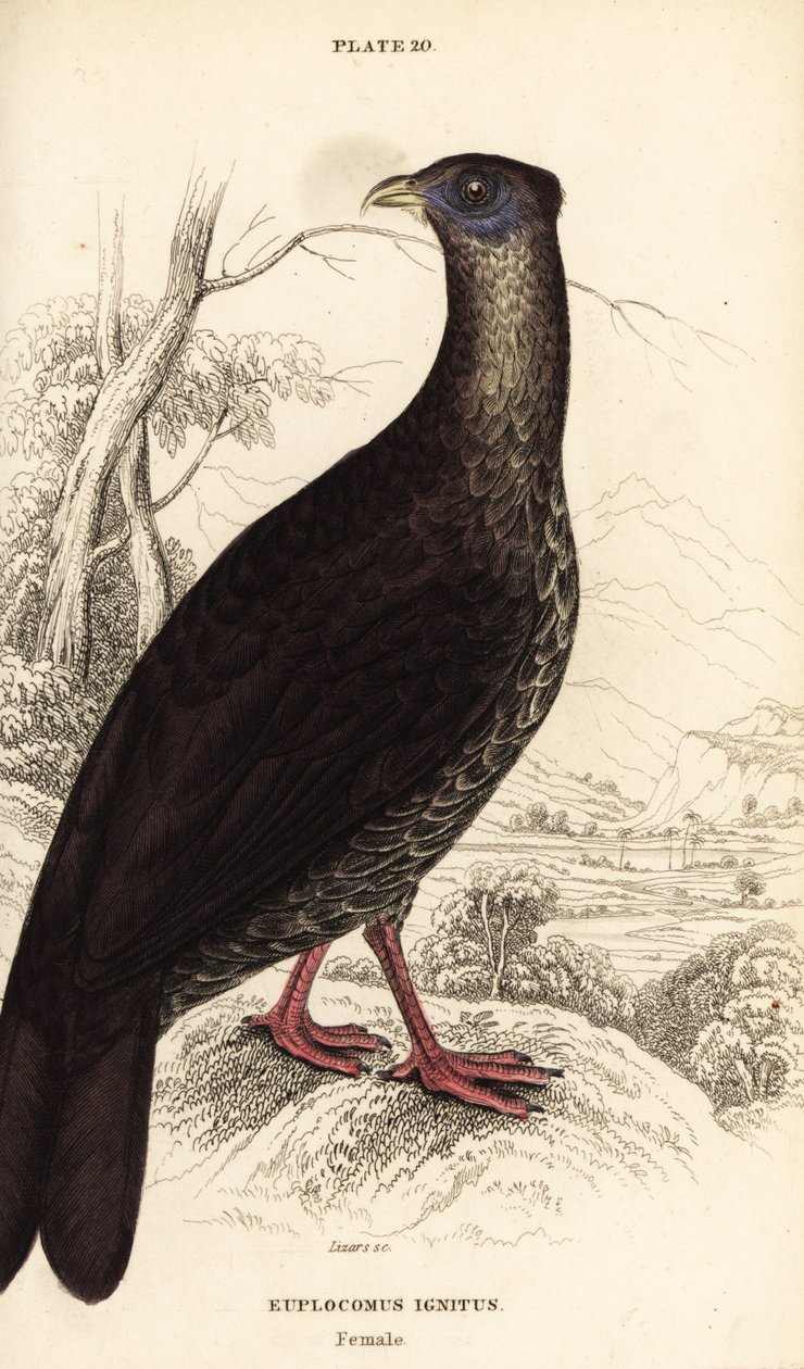 Crested fireback, Lophura ignita, hun (Macartney-hanen, Euplocomus ignitus) af William Home Lizars