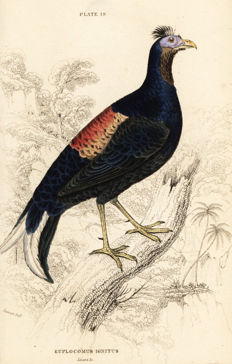 Crested fireback, Lophura ignita, han (Macartney-hanen, Euplocomus ignitas) af William Home Lizars