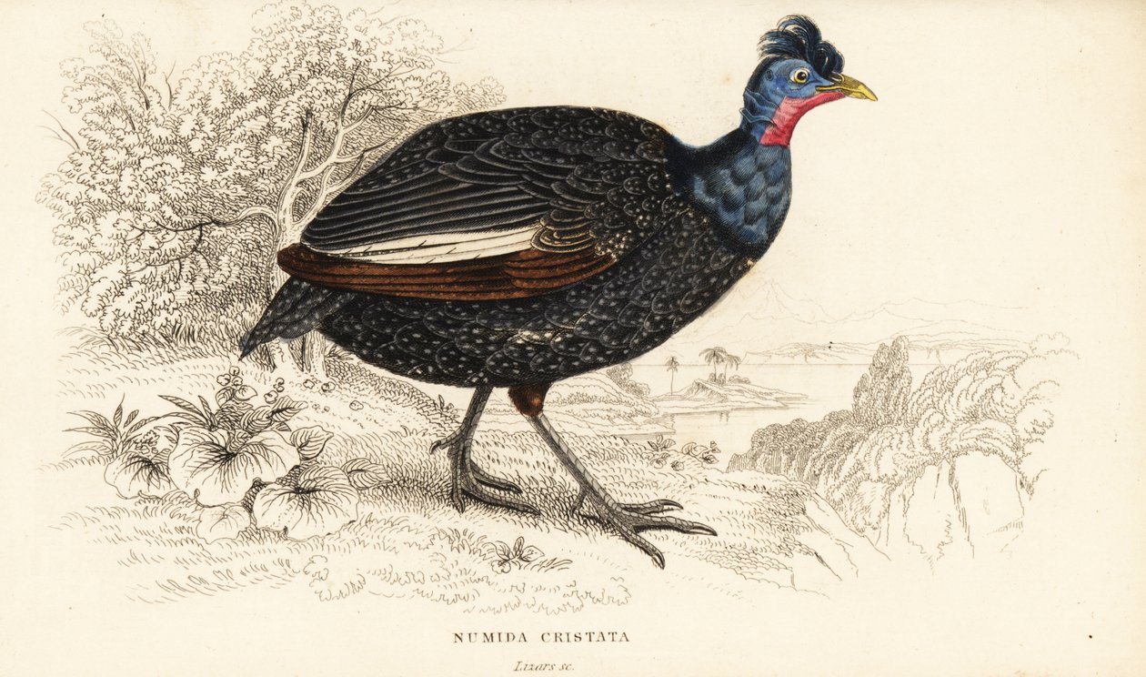 Toppet perlehøne, Guttera pucherani (Numida cristata) af William Home Lizars