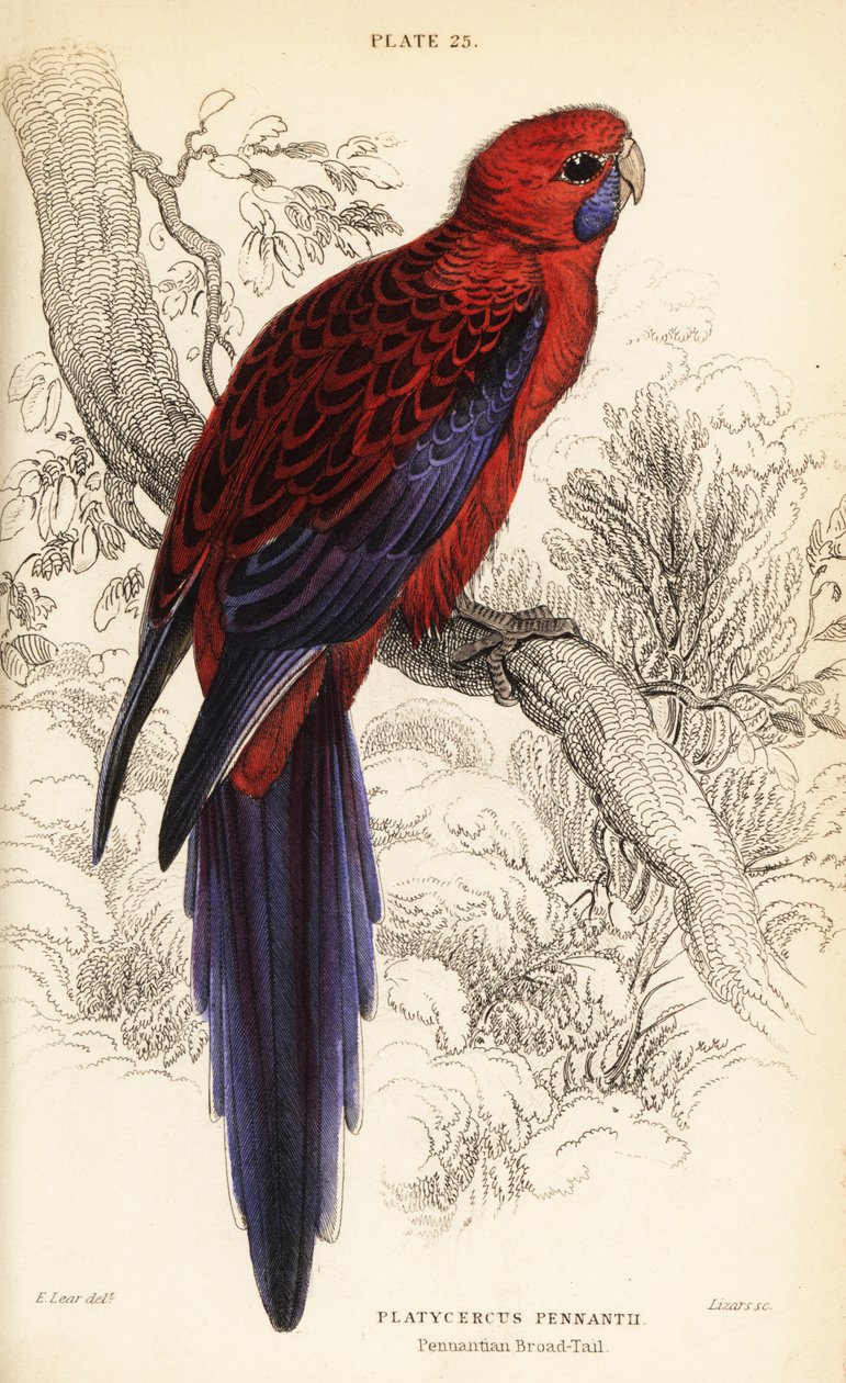 Crimson rosella, Platycercus elegans af William Home Lizars