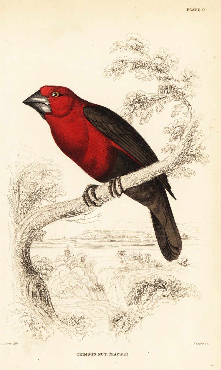 Crimson frøknækker, Pyrenestes sanguineus sanguineus (Crimson nøddeknækker, Pyrenestes sanguineus) af William Home Lizars