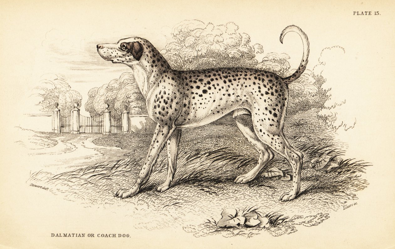 Dalmatisk hund eller kuskhund, Canis lupus familiaris af William Home Lizars