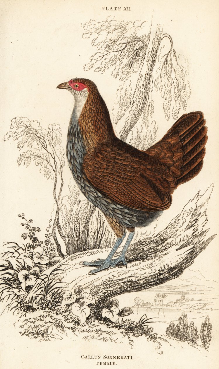 Hun grå junglefugl eller Sonnerats junglefugl, Gallus sonneratii (Gallus sonnerati) af William Home Lizars