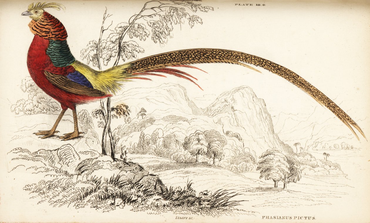 Guldfasan eller kinesisk fasan, Chrysolophus pictus (Phasianus pictus) af William Home Lizars