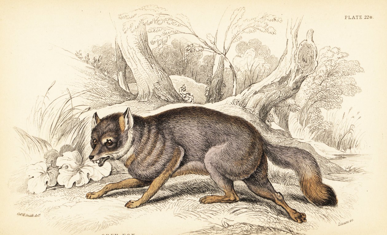 Grå ræv eller grå ræv, Urocyon cinereoargenteus (Vulpes cinereus) af William Home Lizars