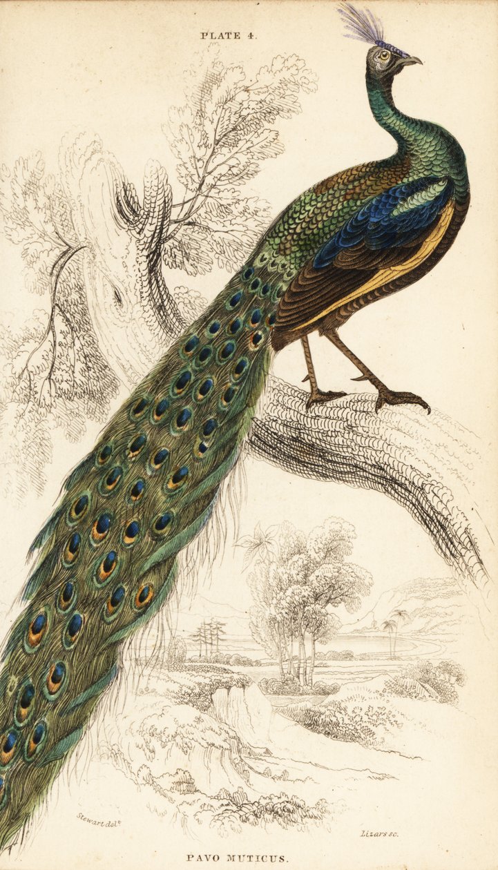 Grøn påfugl, Peacock muticus af William Home Lizars