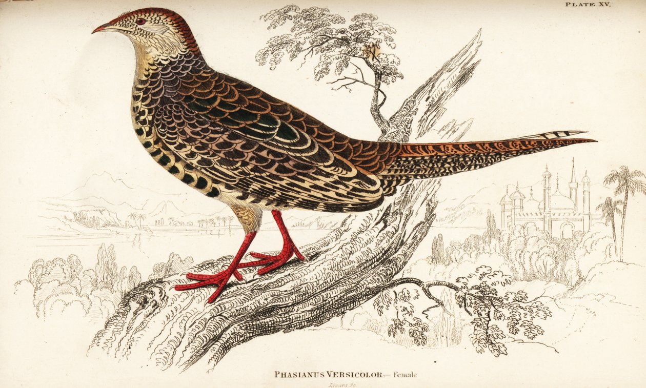 Grøn fasan eller japansk grøn fasan, hun, Phasianus versicolor af William Home Lizars