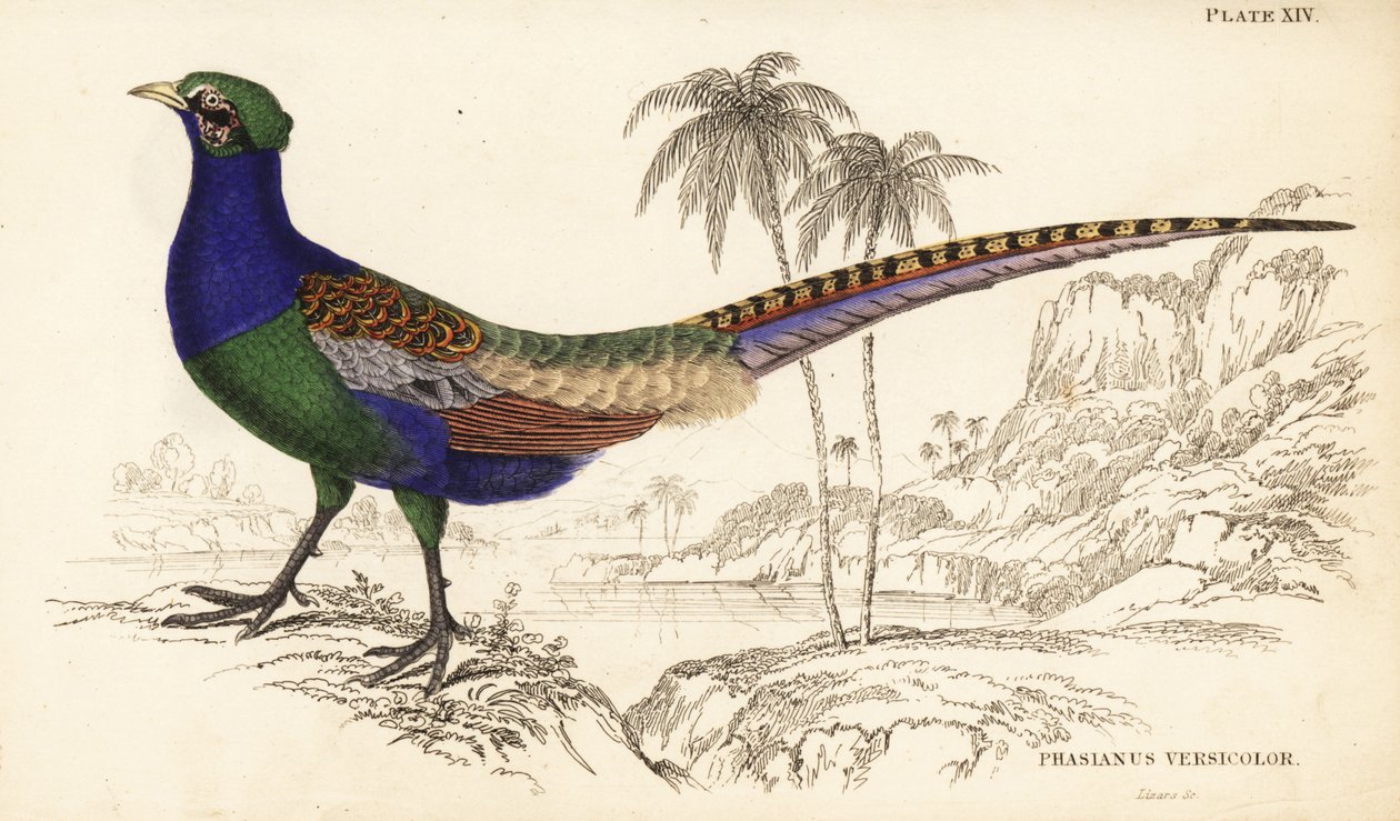 Grøn fasan eller japansk grøn fasan, han, Phasianus versicolor af William Home Lizars
