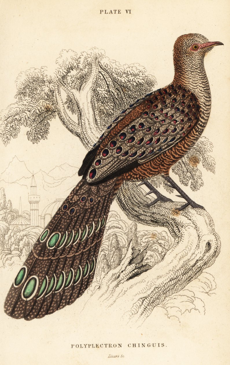 Grå påfugl-fasan eller burmesisk påfugl-fasan, Polyplectron bicalcaratum af William Home Lizars
