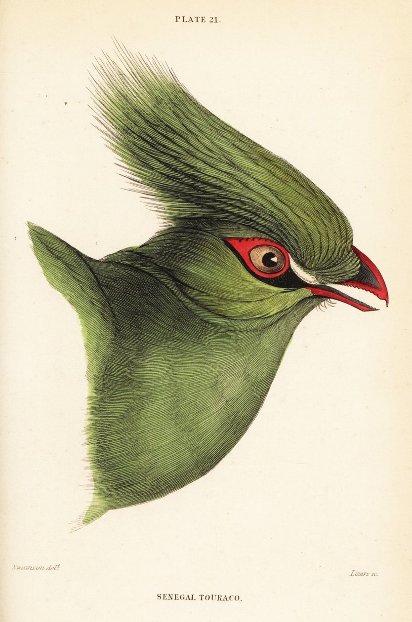 Leder af Guinea Turaco, Tauraco persa buffoons af William Home Lizars