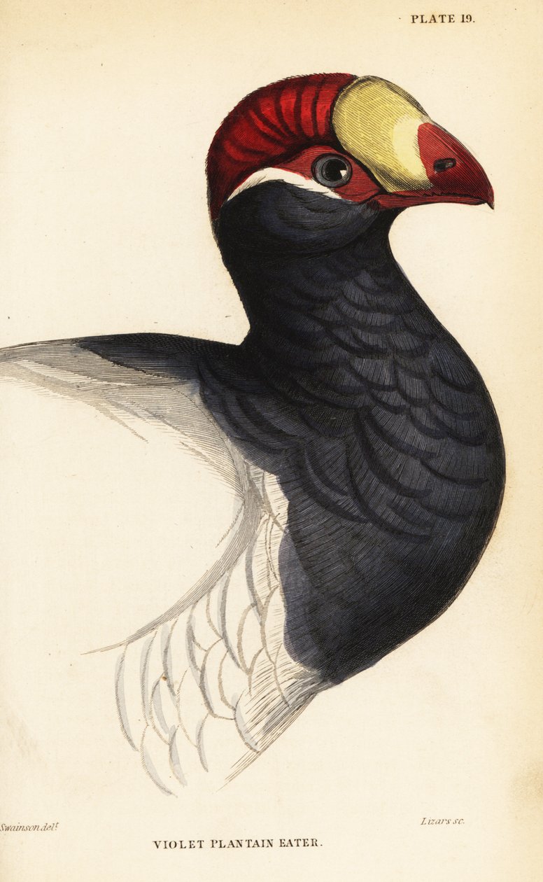 Hoved af den violette turaco, Violet plantain eater, Musophaga violacea af William Home Lizars