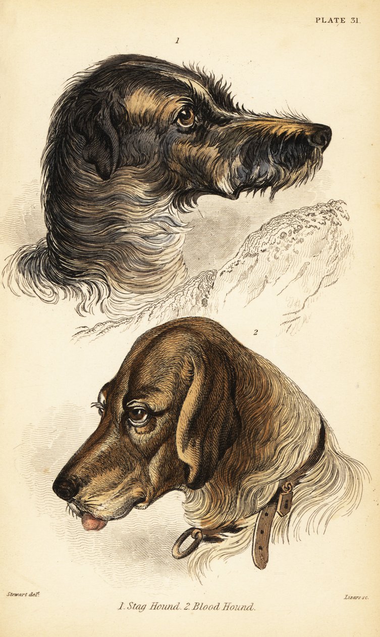 Hoveder af en kronhjort 1 og blodhund 2, Canis lupus familiaris (Canis sagaces og Canis sanguinarius) af William Home Lizars