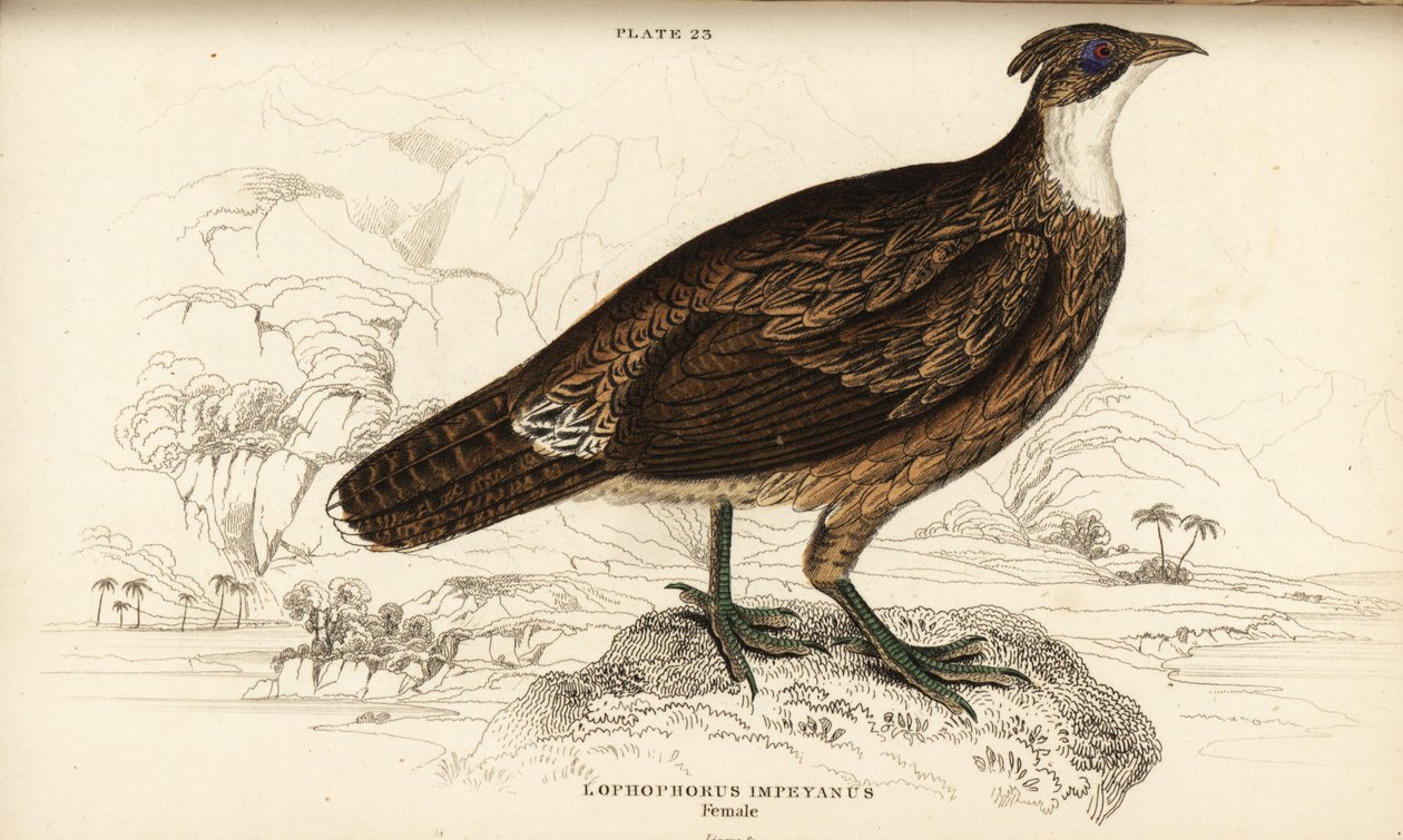 Himalaya Monal, Hun, Lophaphorus impaneus af William Home Lizars