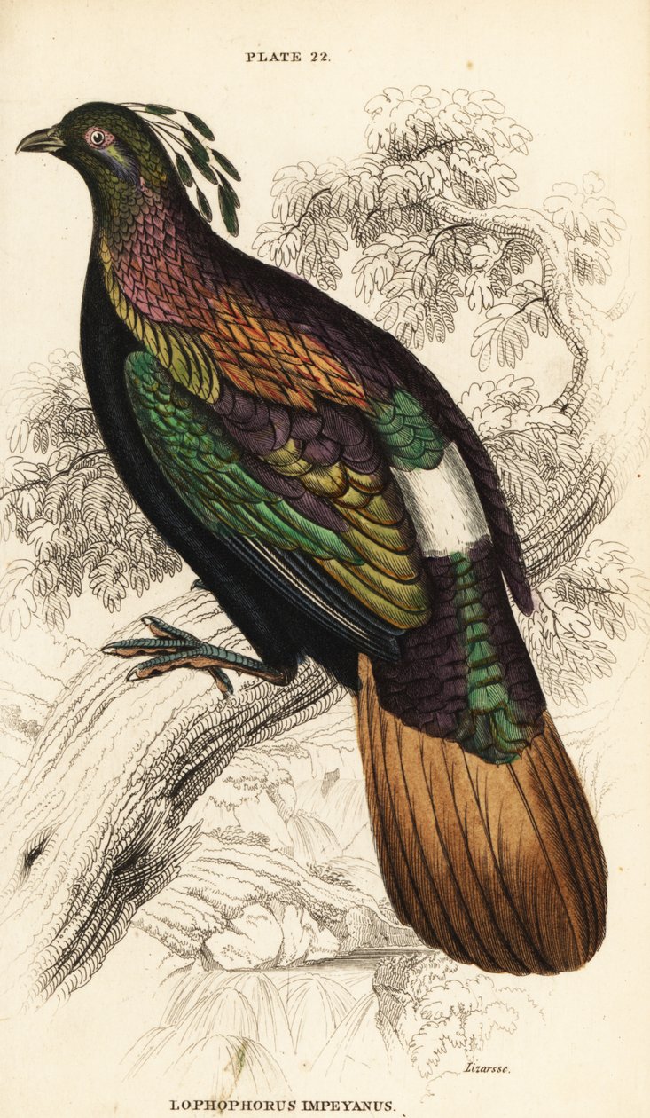 Himalaya monal, han, Lophophorus impejanus af William Home Lizars
