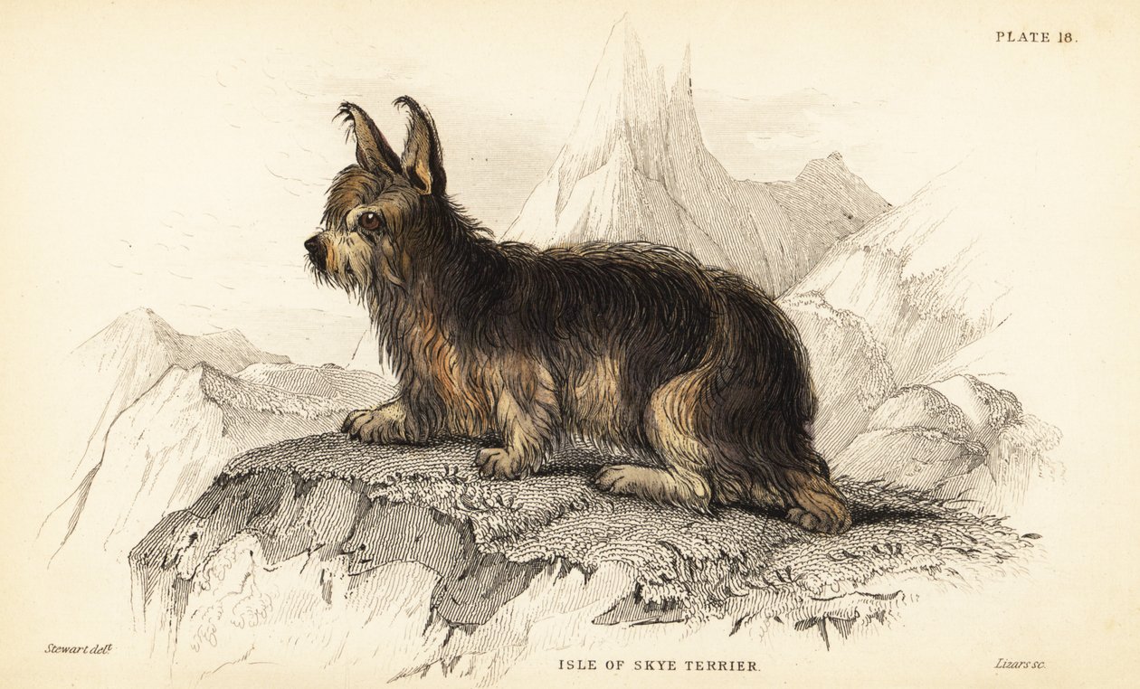 Isle of Skye terrier, Canis ulvehund (Canis terrarius) af William Home Lizars