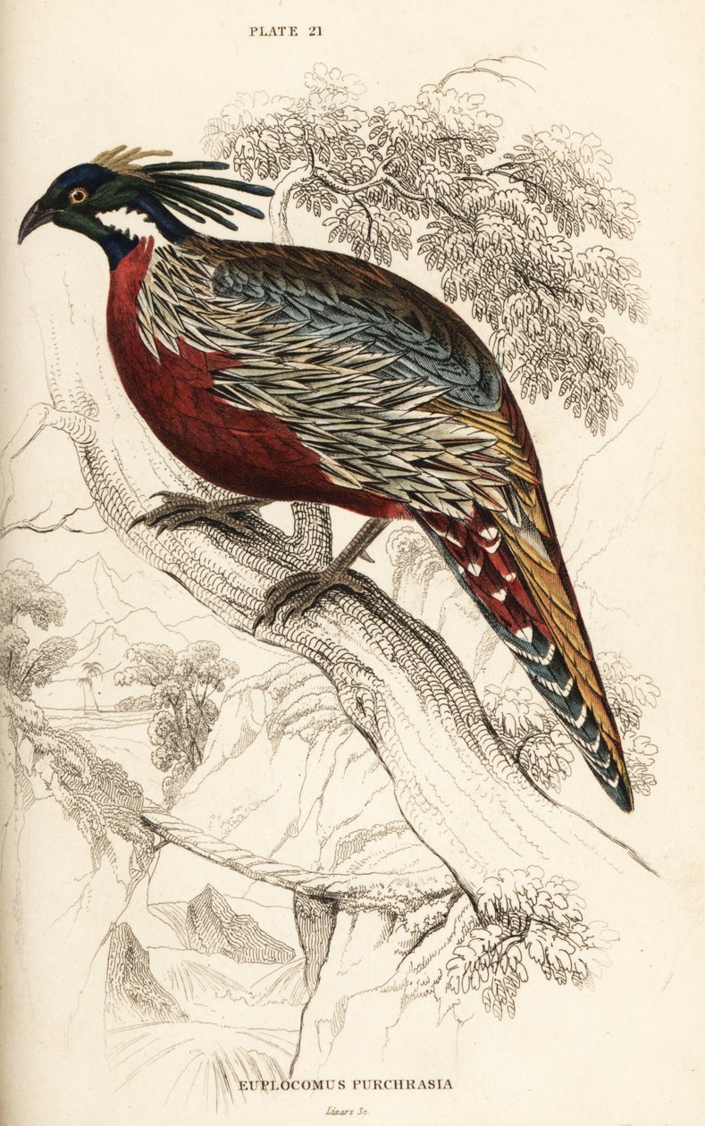 Koklass fasan, Pucrasia macrolopha af William Home Lizars