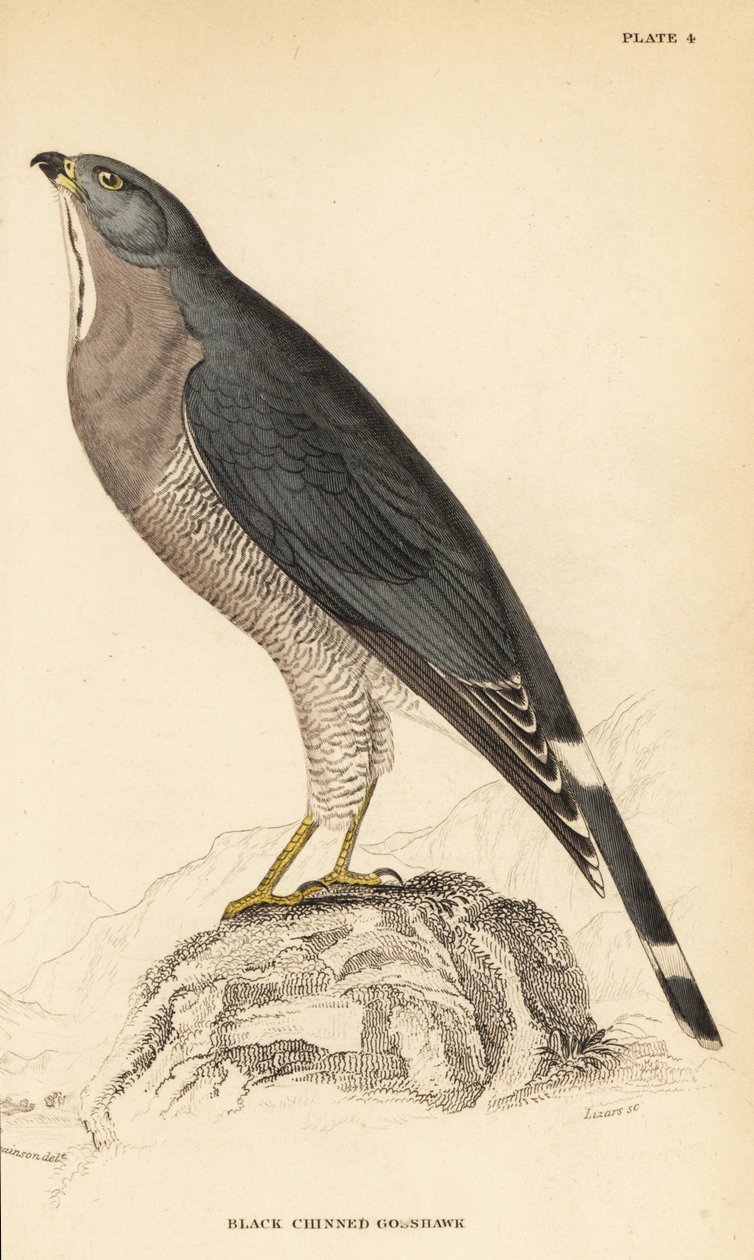 Øbenvåge, Kaupifalco monogrammicus af William Home Lizars