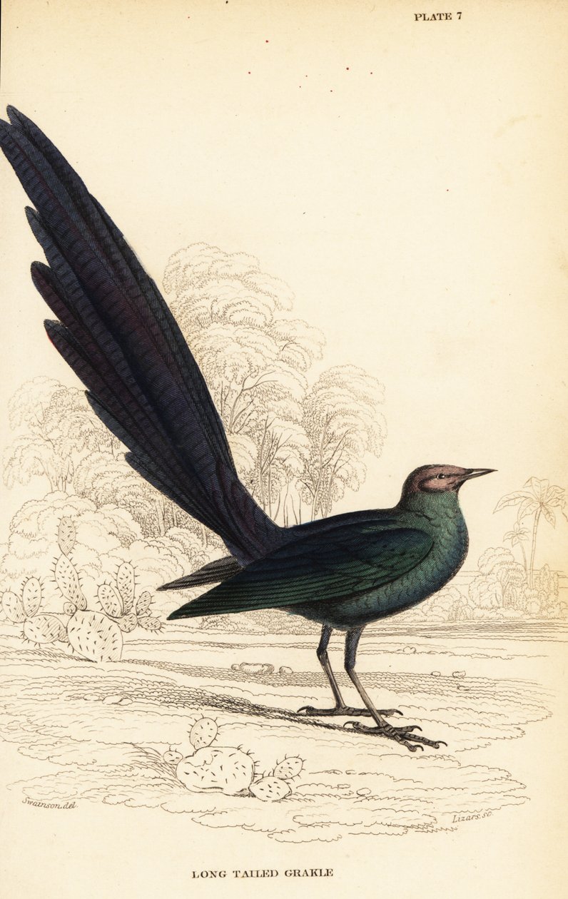 Langhalet blank stær, Lamprotornis caudatus af William Home Lizars