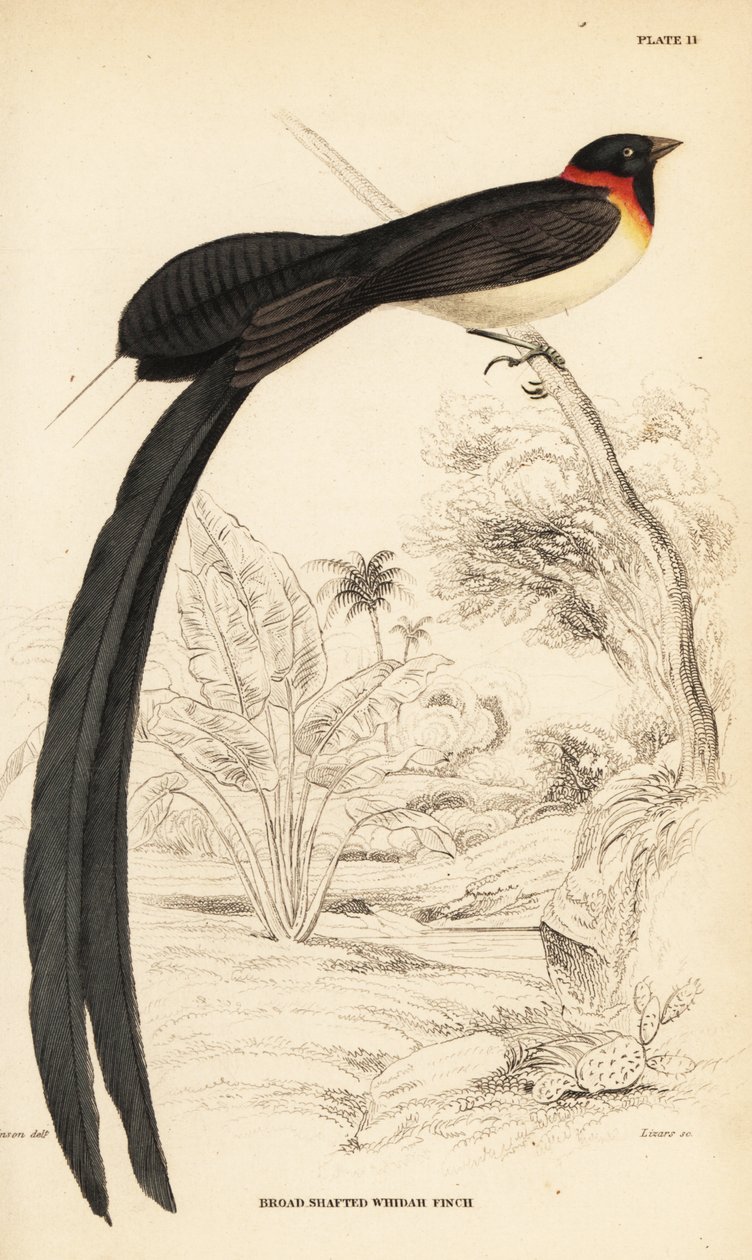Langhalet paradis-whydah, Vidua paradisaea af William Home Lizars