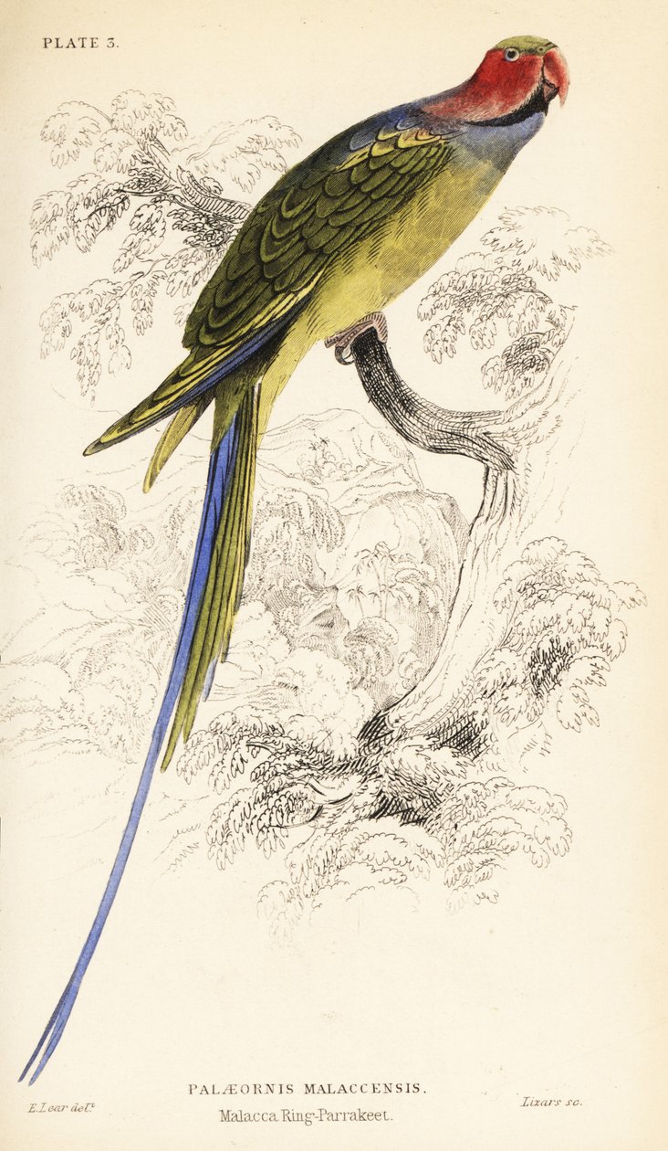 Langhalet parakit, Psittacula longicauda af William Home Lizars