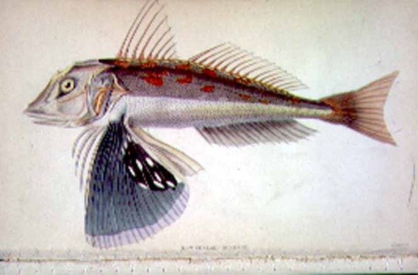 New Zealand Gurnard graveret af kunstneren fra 