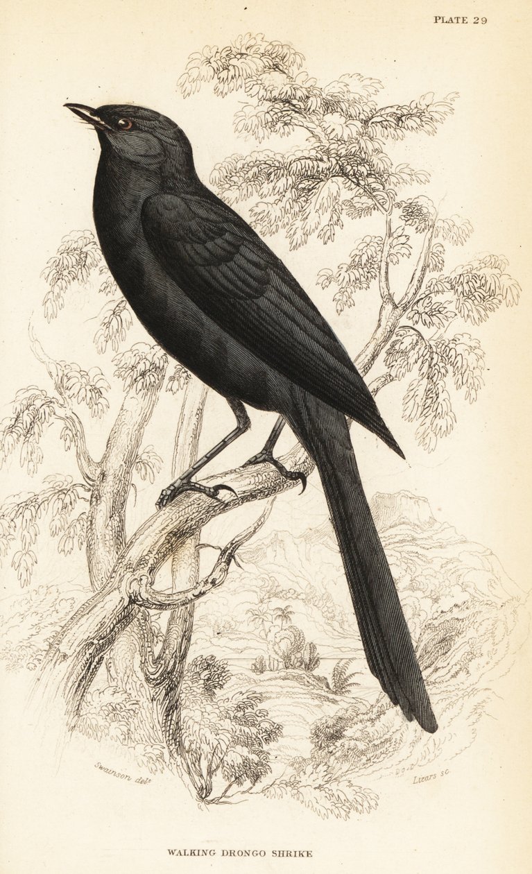 Nordlig sortfluesnapper, Melaenornis edolioides af William Home Lizars