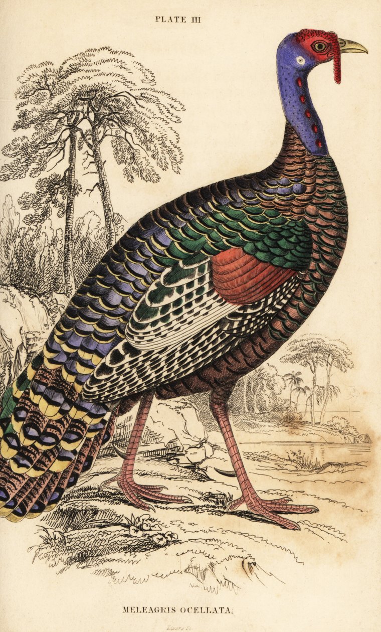 Ocelleret kalkun, Meleagris ocellata af William Home Lizars