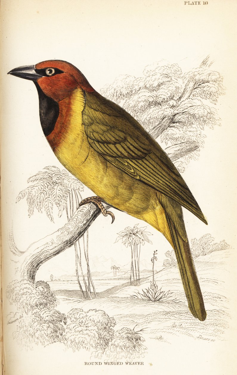 Olivenvævet væver eller rundvinget væver, Ploceus brachypterus af William Home Lizars