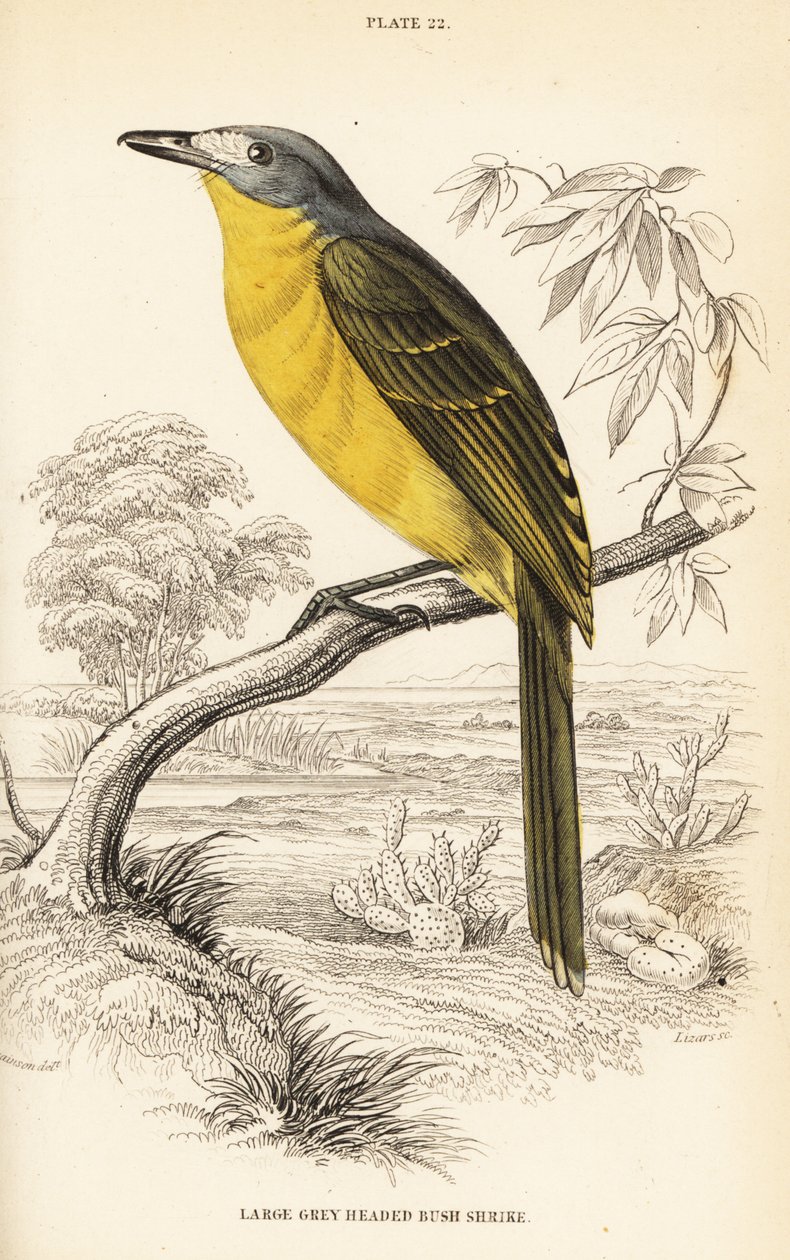 Olivenbusk, Chloroponics olivaceus (Stor gråbuget busk, Malaconuts olivacex) af William Home Lizars