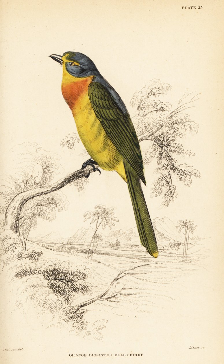 Orangebrynet buske eller svovlbrynet buske, Chlorophoneus sulfureopectus af William Home Lizars