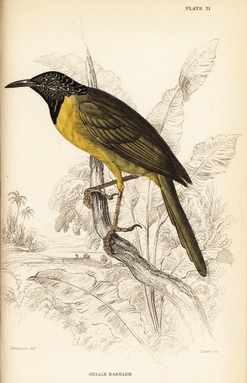 Oriole-sanger, Hypergerus atriceps af William Home Lizars