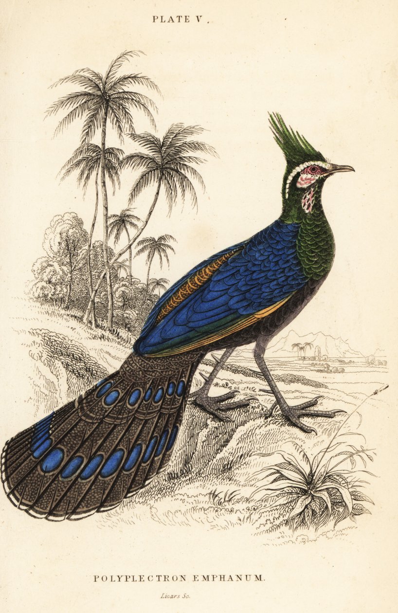 Palawan påfugle-fasan, Polyplectron napoleonis af William Home Lizars