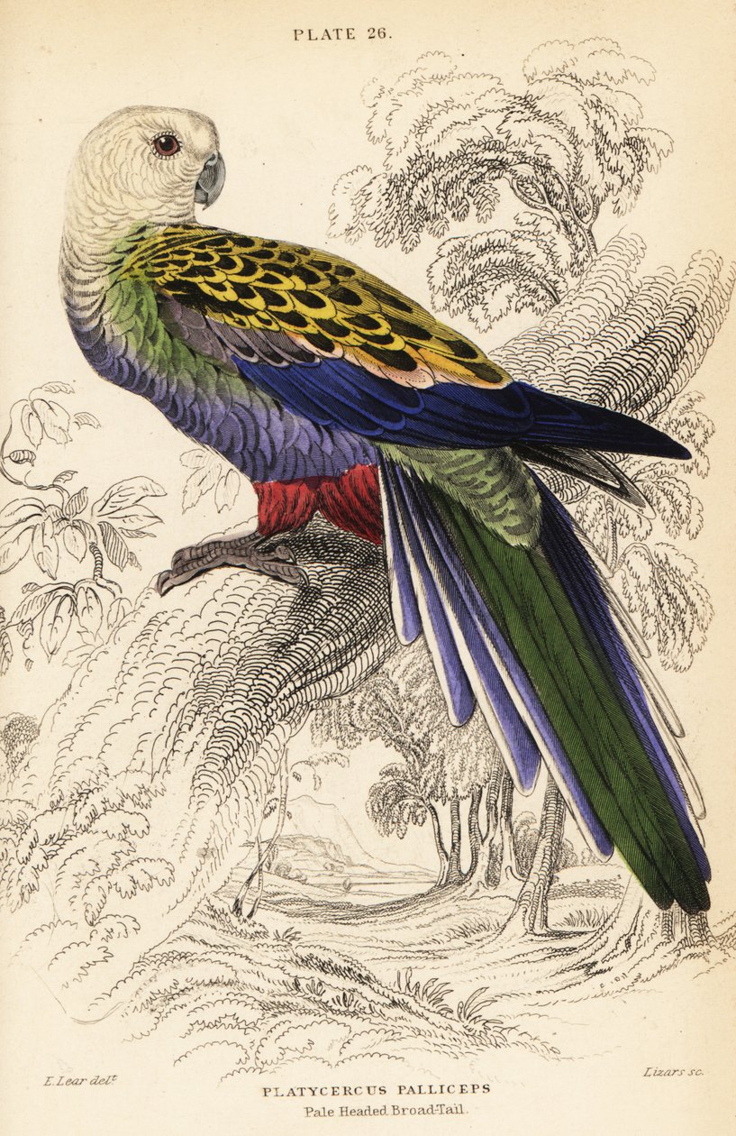 Bleghovedet rosella (palliceps), Platycercus adscitus palliceps af William Home Lizars