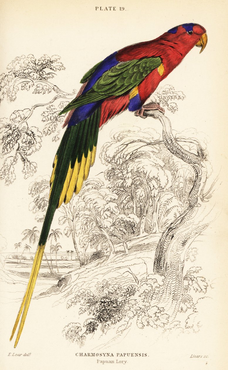 Papuan lorikeet, Stellas lorikeet eller Mount-Goliath lorikeet, Charmosyna papou af William Home Lizars