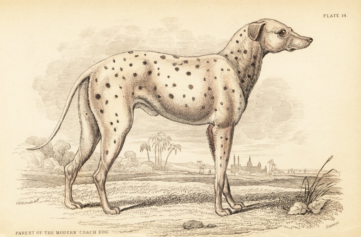 Forælder til den moderne kuskehund, Canis lupus familiaris af William Home Lizars