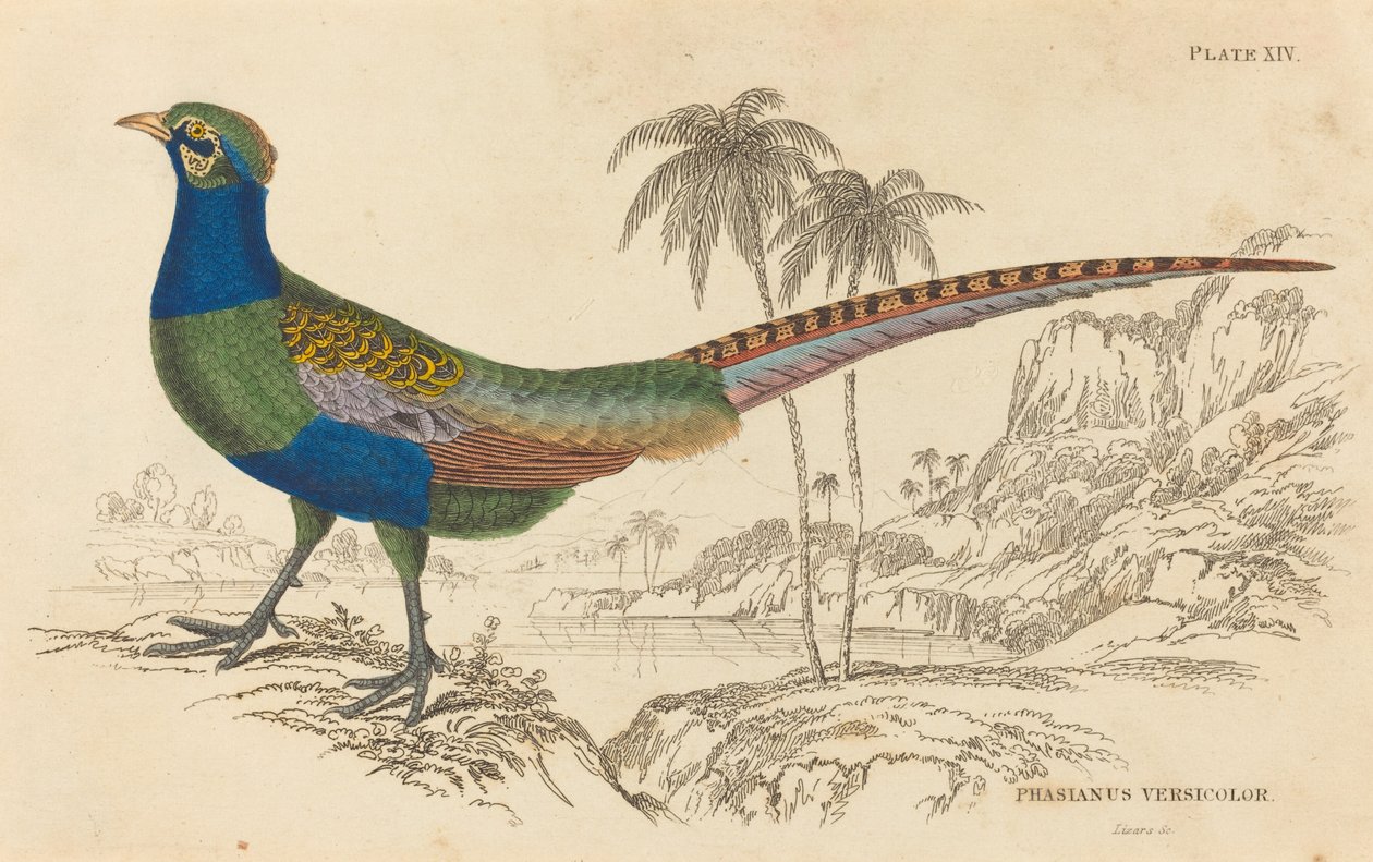 Phasianus Versicolor af William Home Lizars