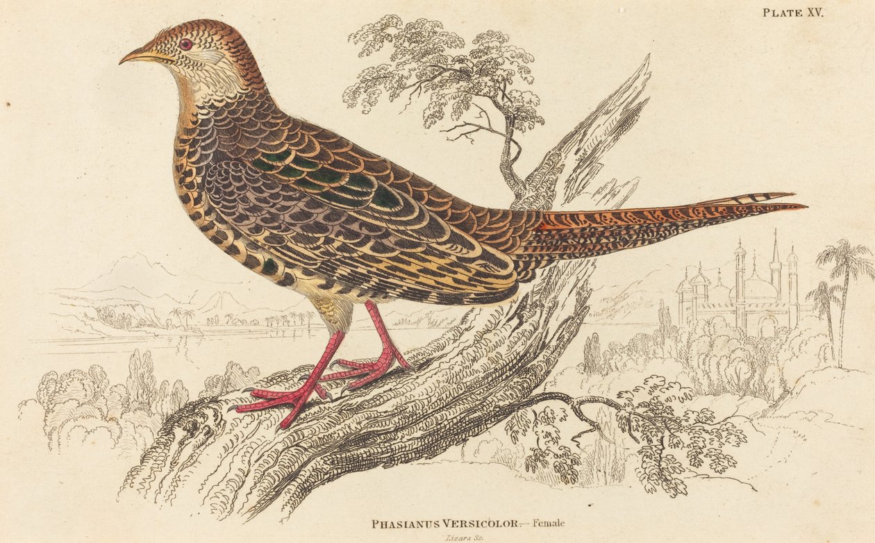 Phasianus Versicolor - Hun af William Home Lizars