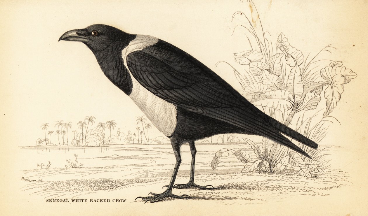 Broget krage, Corvus albus af William Home Lizars