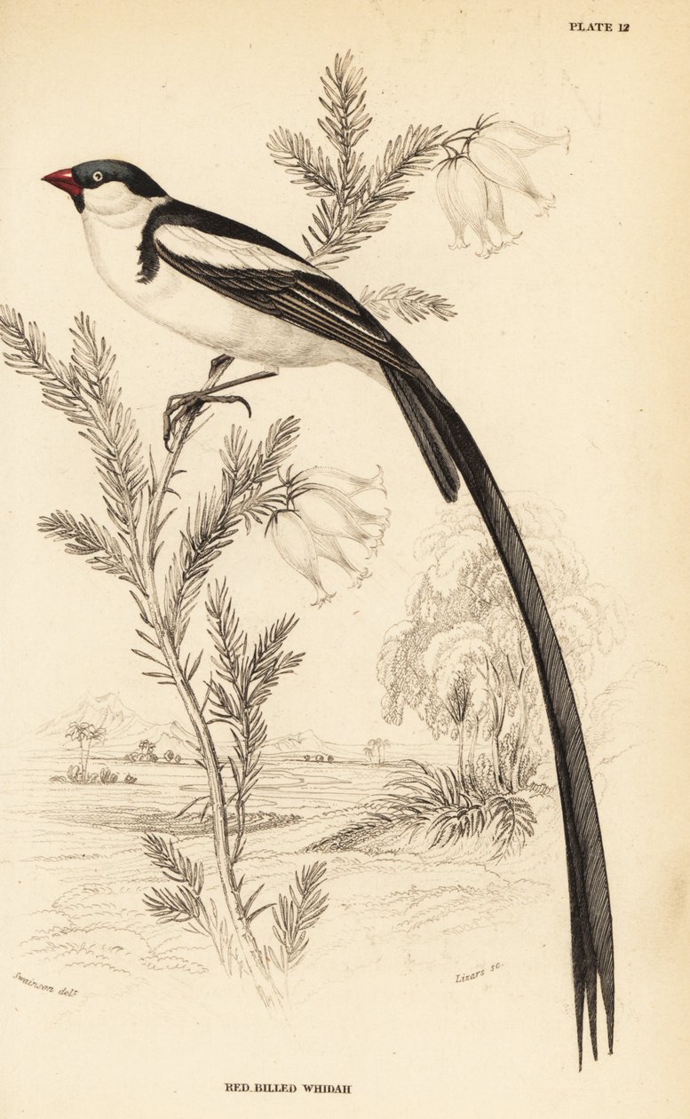 Pin-tailed whydah, Vidua macroura (rødnæbbet whidah, Vidua erythrorhynchus) af William Home Lizars